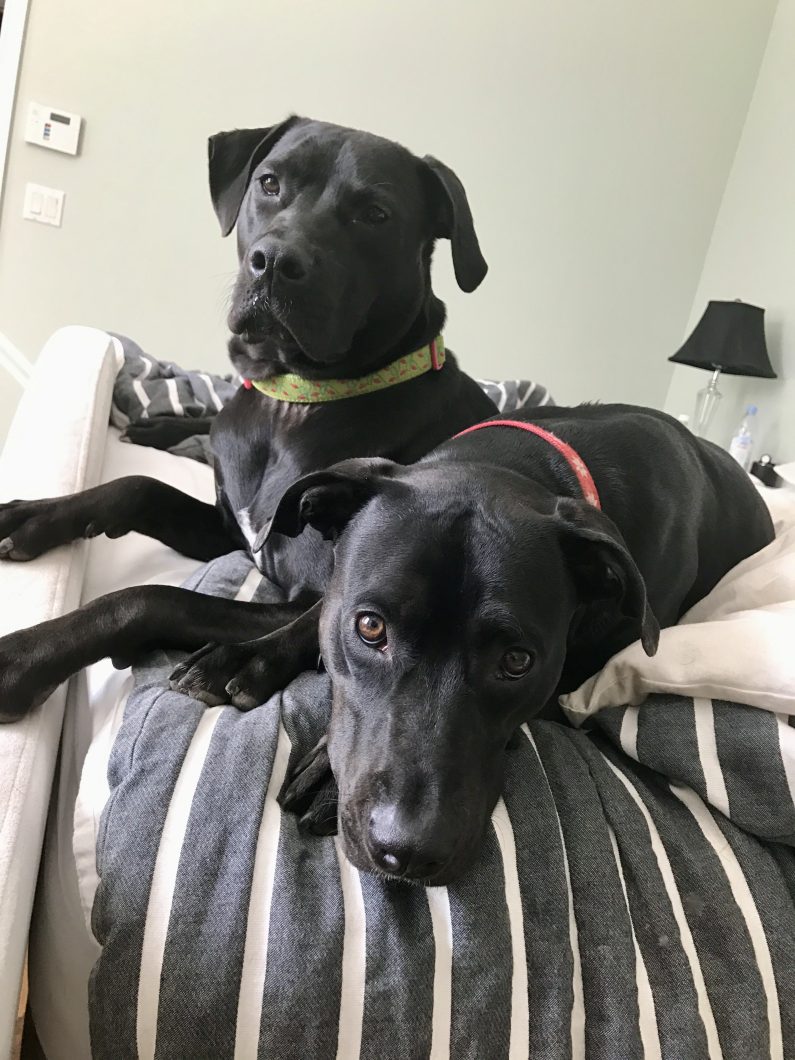 Scout and Savannah
